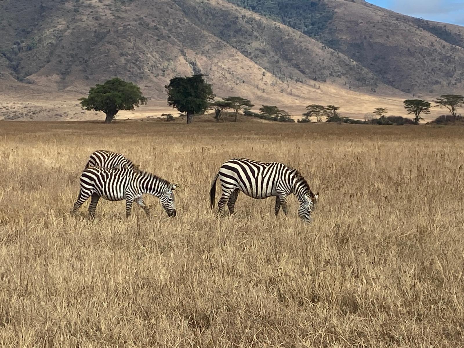 Ngorongoro & Tarangire Explorer