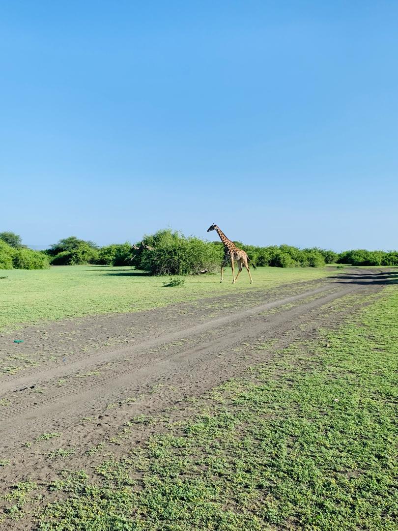 Giraffe walking across the Tanzania savanna